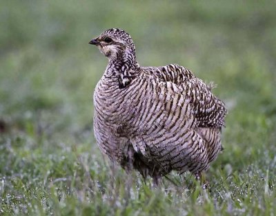 Lesser Prairie Chicken (F)