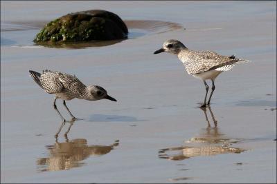 Black-breasted Plovers