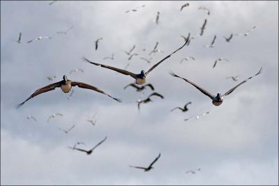 Brown Pelicans