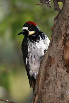 Acron Woodpecker