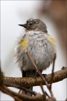 Warbler on a rainy day