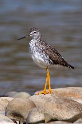 Lesser Yellowlegs