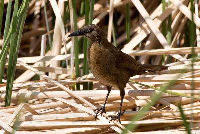 Great-tailed Grackle (Juvenile)