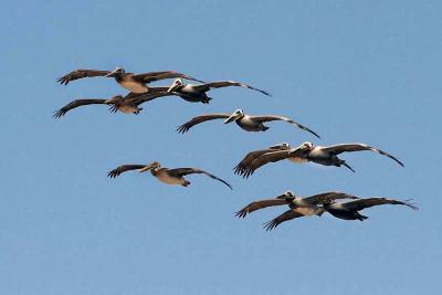 Brown Pelicans