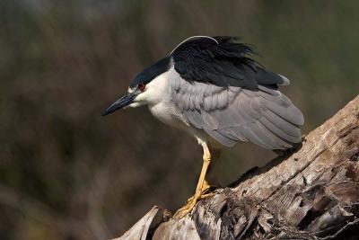 Black-crowned Night Heron