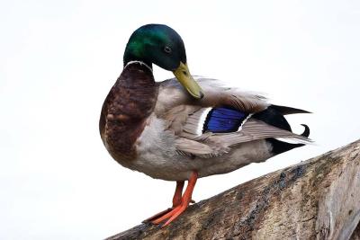 Mallard Duck