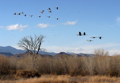Snow Geese & Sandhill Cranes in flight