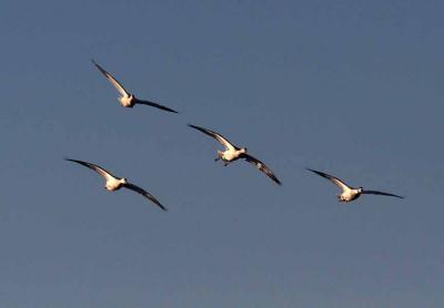 Snow Geese in formation