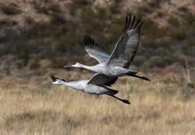 A pair of Greater Sandhill Cranes