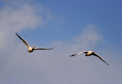A pair of Snow Geese in flight