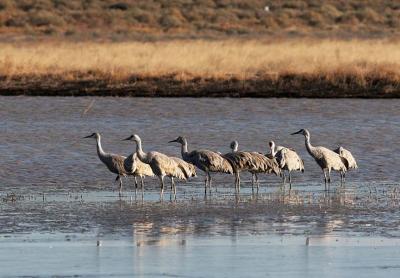 Cranes behave in a more orderly manner than geese