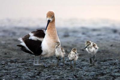 American Avocet with chicks