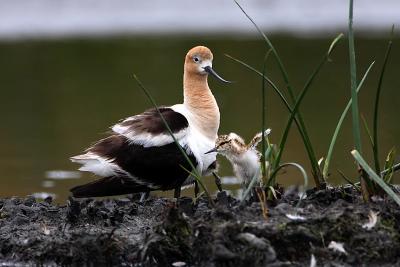 American Avocet with chick