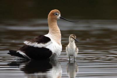 American Avocet with chick