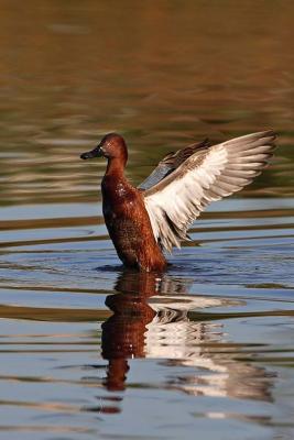 Cinnamon Teal