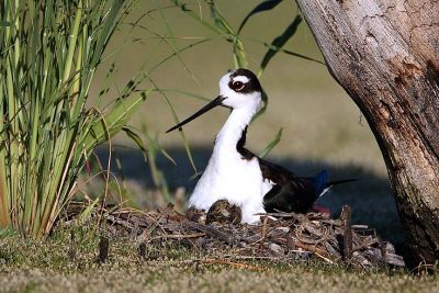 Black-necked Stilt on nest