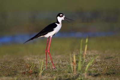 Black-necked Stilt