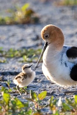 American Avocet with chick