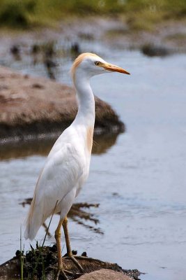 Cattle Egret