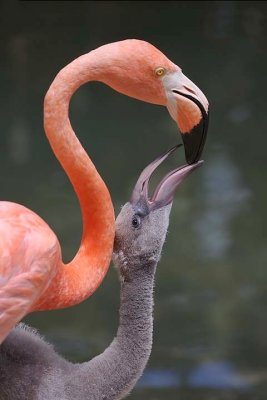 Greater Flamingo feeding chick