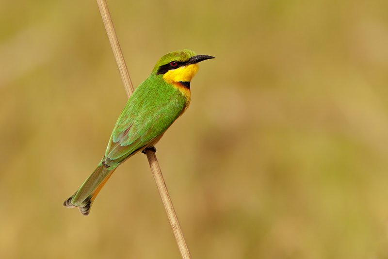 Little Bee-eater (merops pusillus)