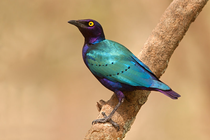 Purple Glossy Starling (lamprotornis purpureus)