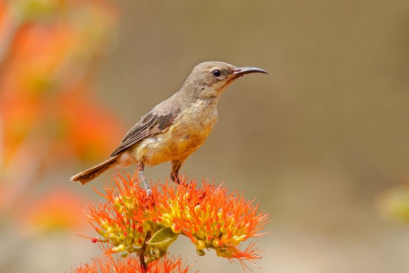 Beautiful Sunbird, female (cinnyris pulchella)