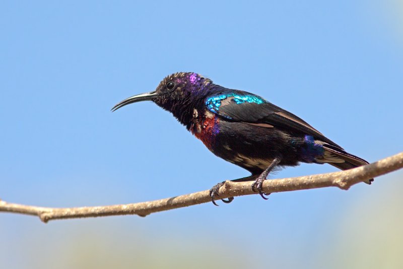 Splendid Sunbird (cinnyris coccinigaster)