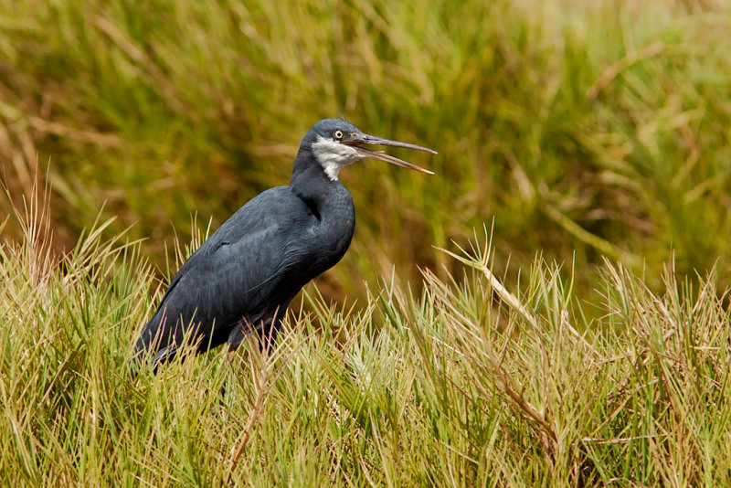 Western Reef Heron (egretta gularis)