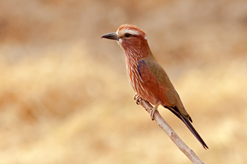 Rufous-crowned Roller (coracias naevius)