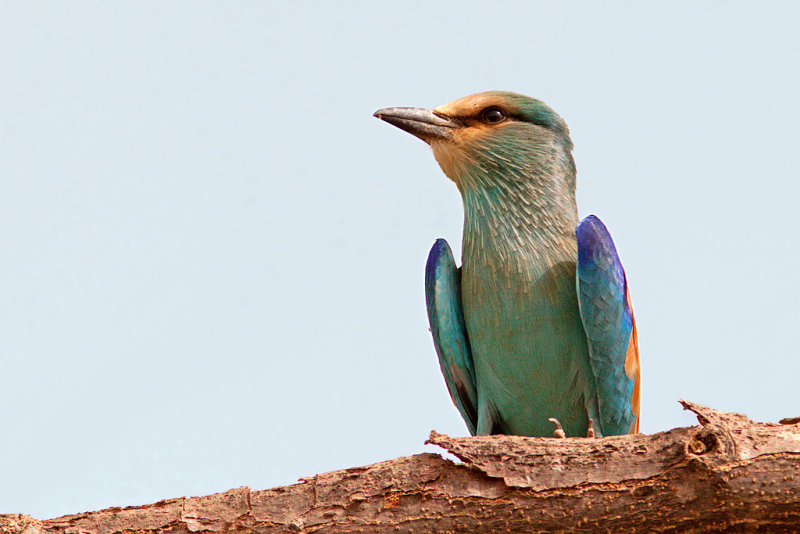 Abyssinian Roller (coracias abyssinicus)