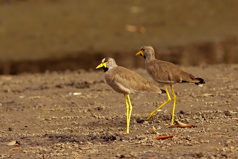 Wattled Plovers (vanellus senegallus)