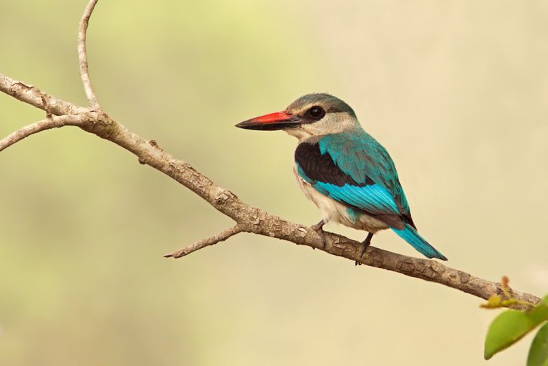 Woodland Kingfisher (halcyon senegalensis)