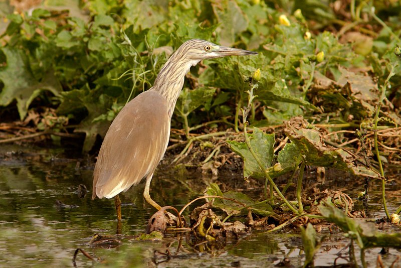 Squacco Heron (ardeola ralloides)