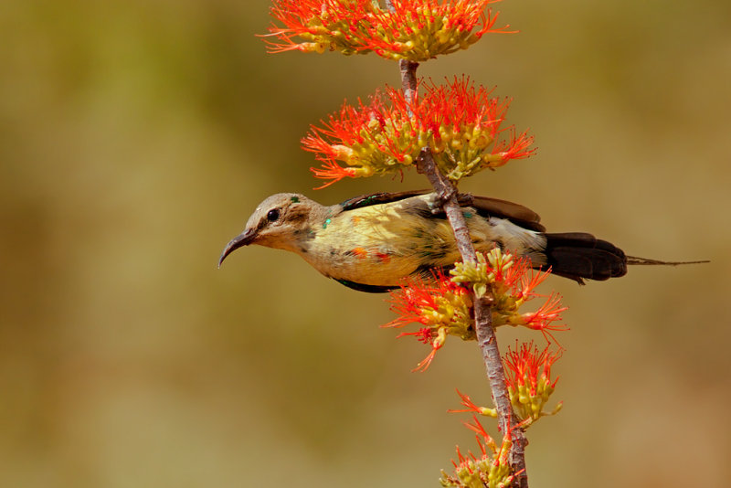 Beautiful Sunbird, male (cinnyris pulchella)