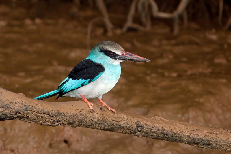 Blue-breasted Kingfisher (halcyon malimbica)