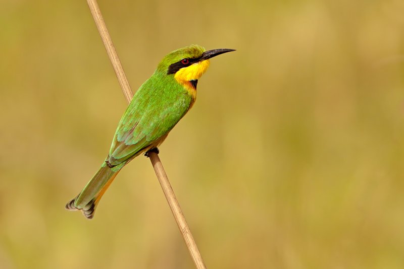 Little Bee-eater (merops pusillus)