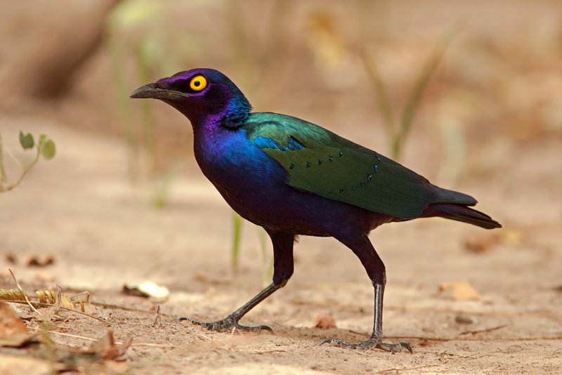 Purple Glossy Starling (lamprotornis purpureus)