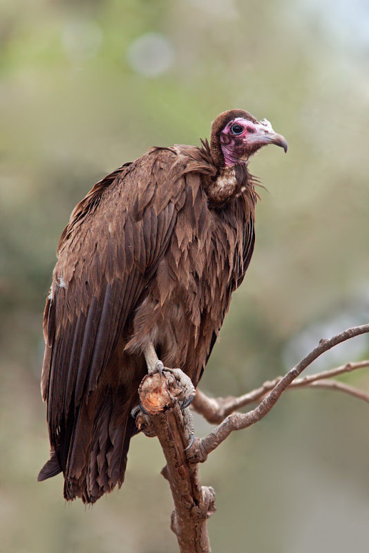 Hooded Vulture (necrosyrtes monachus)