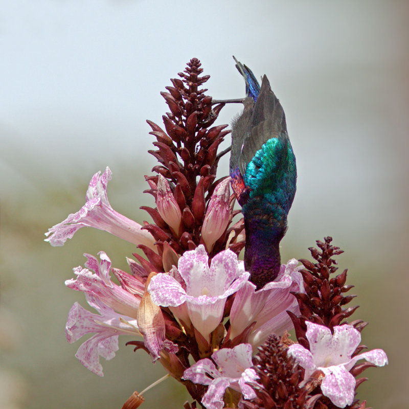 Splendid Sunbird Eating Nectar