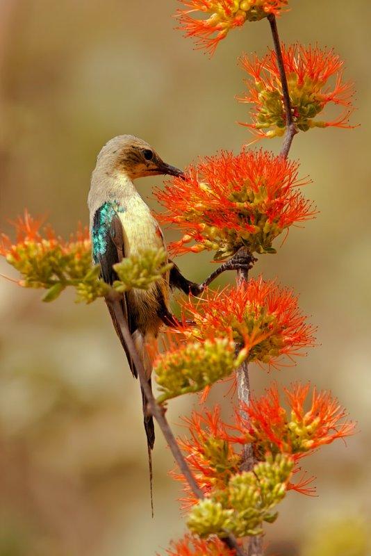 Beautiful Sunbird, male (cinnyris pulchella)