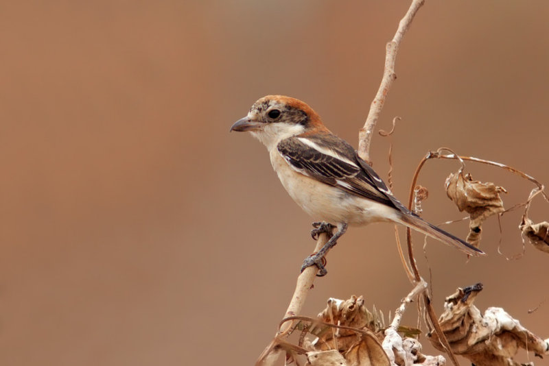 Woodchat Shrike