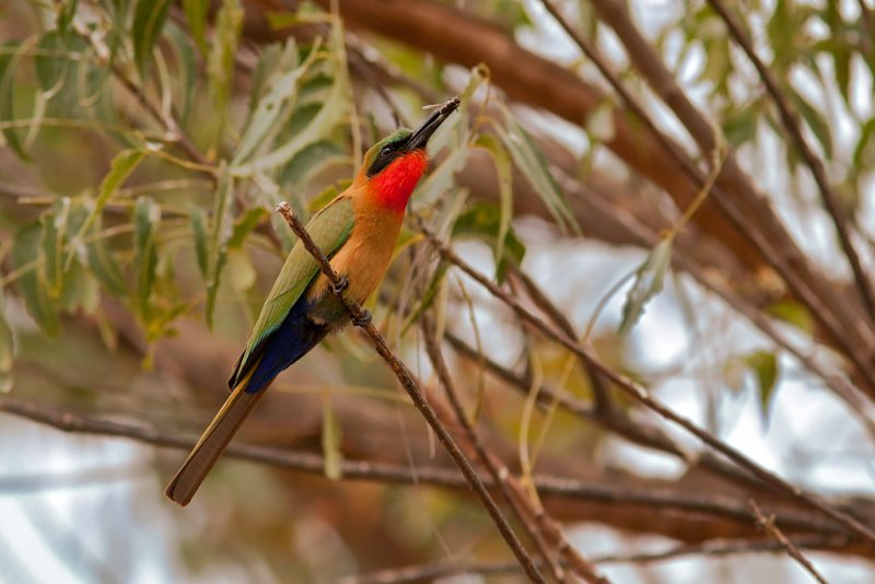 Red-throated Bee-eater (merops bullocki)