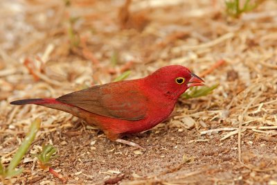 Red-billed Firefinch (lagonosticta senegala)