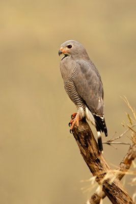 Lizard Buzzard (kaupifalco monogrammicus)