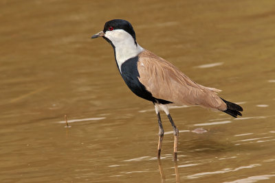 Spur-winged Plover (vanellus spinosus)