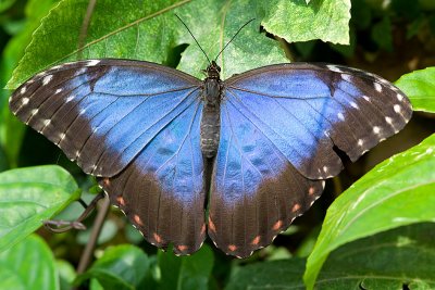 Common Blue Morpho (morpho peleides)