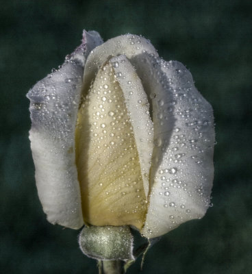 wet rose ee1.jpg