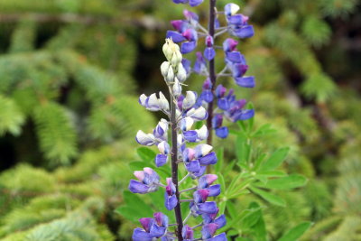 Flowers of the North Alaska