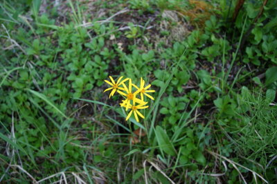 Flowers of the North Alaska